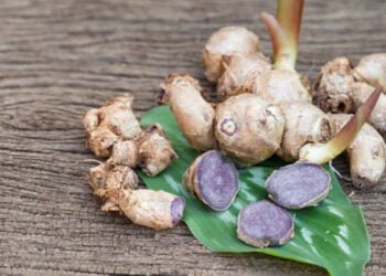 Gừng đen là gì? Cách giảm cân nhanh nhất bằng gừng đen